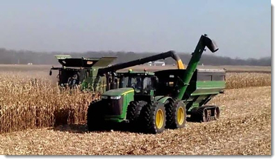 corn